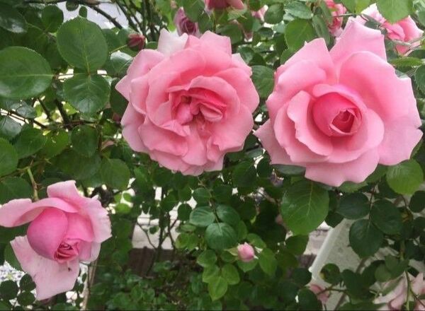 薔薇 四季咲つるバラ 「羽衣」 ハゴロモ 苗木 苗 挿し木の枝♪ 