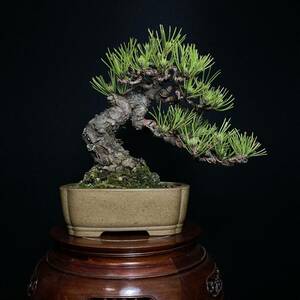 [ tray .] Japanese black pin shohin bonsai 19cm