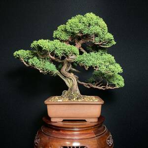 [ tray .] genuine Kashiwa middle goods bonsai 26cm