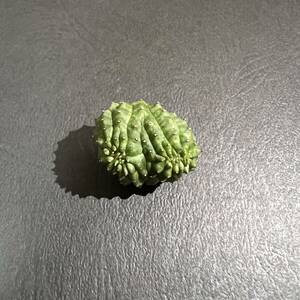 Euphorbia obesa 綴化 子吹オベサ　ユーフォルビア オベサ　モンスト　カキ子　激レア　②