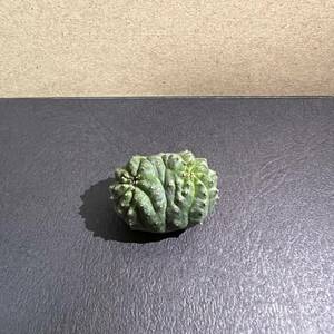 Euphorbia obesa 綴化 子吹オベサ　ユーフォルビア オベサ　モンスト　カキ子　激レア　③