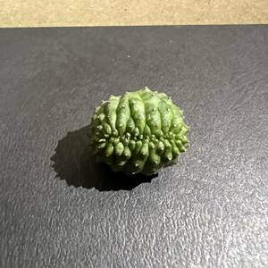 Euphorbia obesa 綴化 子吹オベサ　ユーフォルビア オベサ　モンスト　カキ子　激レア　⑥