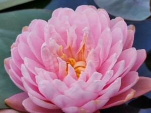 * enduring cold . water lily * rhinoceros am pink moon ( water lily ) seedling *