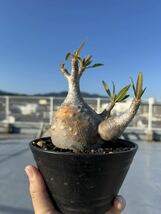 【パキポディウム・グラキリス】　 塊根植物 発根済Pachypodium _画像3