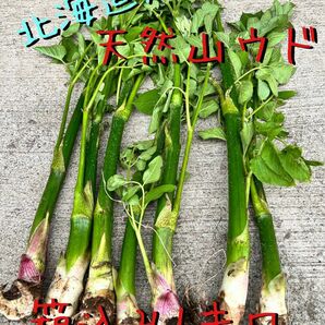 新鮮 北海道産 天然山ウド 訳あり1キロ