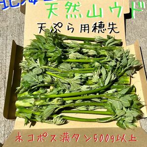 新鮮 北海道産 天然山ウド 天ぷら用穂先