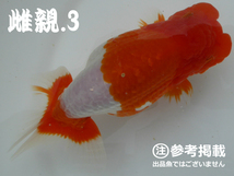 らんちゅう黒仔20匹【日本一系統】動画有★稚魚A_画像4