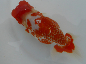  Japan one system * two -years old female [ head good * color pattern good * large | district . for ] golgfish @ animation have _3