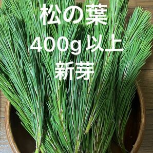秋田県産松の葉400g以上新芽