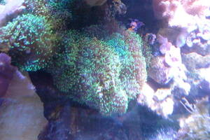 水槽で増殖したもの・ディスクコーラルヘアリータイプ蛍光グリーン1個土台付3ｃｍ位　ソフトコーラル サンゴ　