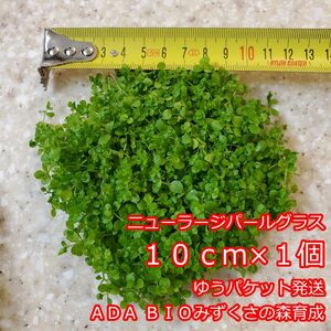 ニューラージパールグラス　１０ｃｍ×１個　ADA　水草　前景草　ゆうパケット発送