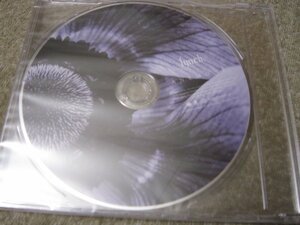 CD6737-lynch. ANEMONE 未開封