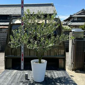 0 olive nebatiro swing 0 [ height of tree : approximately 130cm] symbol tree garden tree volume olive. tree May41