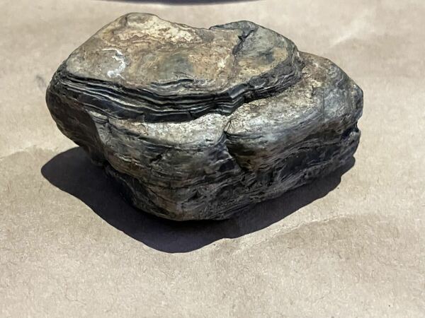 珪化木 鑑賞石 日本の化石 天然石 自然石 原石 