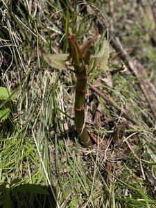 イタドリ　抜き苗　地下茎　10株入り　料理やお茶づくりに