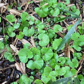 蕗の薹 ふきのとう苗  20株入り  天然 自然栽培の山蕗 お料理やグランドカバーにおすすめですの画像3