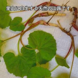 蕗の薹 ふきのとう苗  20株入り  天然 自然栽培の山蕗 お料理やグランドカバーにおすすめですの画像2