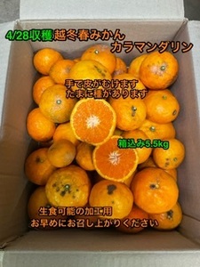 全国送料無料　越冬春みかん　参考糖度14度　カラマンダリン　生食可の加工用　箱込み5kg ⑨