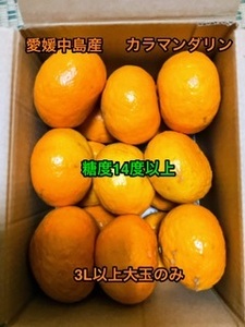 全国送料無料　越冬春みかん　カラマンダリン　箱込み2.5kg以上　3L以上15個　60サイズ 　愛媛中島産　⑧