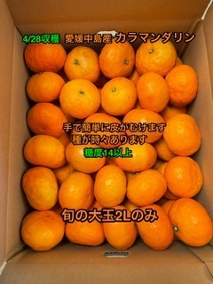 全国送料無料　越冬春みかん　4/28収穫　大玉2Lのみ　参考糖度14以上　カラマンダリン　きれいめ家庭用　箱込み10kg