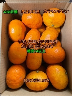 全国送料無料　越冬春みかん　カラマンダリン　箱込み3kg 2Lサイズ20個　60サイズ 　愛媛中島産　③