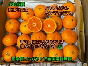 全国送料無料　越冬春みかん　カラマンダリン　2S 約1kg 宅急便コンパクト　愛媛中島産　⑥