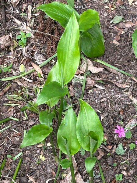 茗荷の苗　５本