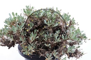 【自家採取】 Othonna euphorbioides オトンナ ユーフォルビオイデス 黒鬼城 5粒　2023年12月採取