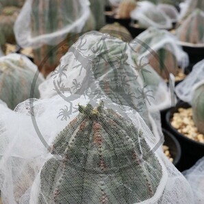 【自家採取】 Euphorbia obesa ユーフォルビア オベサ 種子 10粒の画像1