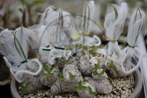 【自家採取】 Pachypodium brevicaule パキポディウム ブレビカウレ 恵比寿笑い 種子 5粒