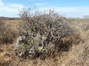 Adenium somalense アデニウム ソマレンセ 種子 10粒