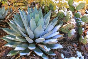 Agave parryi var. huachucensis アガベ パリー ホーチエンシス 種子 50粒