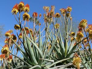 Aloe viridiflora алоэ biliti флора семена 10 шарик 