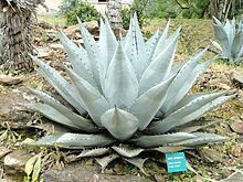 Agave havardiana アガベ　ハバーディアナ 種子 50粒