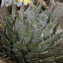 Agave vizcainoensis アガベ ビスカイノエンシス 種子 50粒