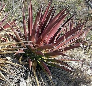 Agave kerchovei 'Huajuapan Red' アガベ　ケルチョベイ red agave 種子 50粒