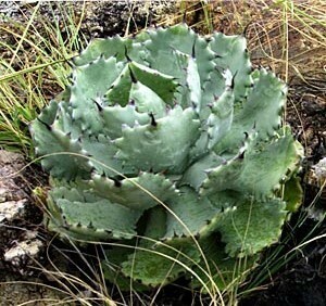 Agave isthmensis　アガベ イシスメンシス 種子 10粒