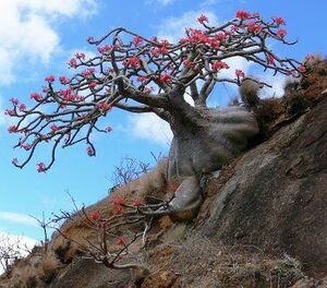 Pachypodium baronii パキポディウム バロニー 種子 20粒　