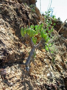 Othonna arbiscula オトンナ アルビスクラ 種子 10粒