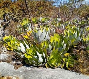 Agave salomonii アガベ サロモニー magnifica マグニフィカ　種子 20粒