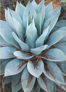 Agave sp. 'Azul Monterrey' アガベ　sp.　アズール　モンテレイ　種子 50粒