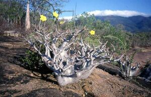 Pachypodium rosulatum パキポディウム ロスラーツム　種子 50粒