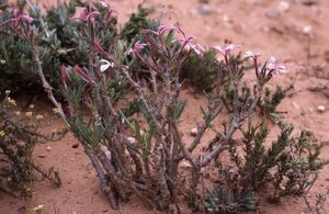 Pachypodium succulentum パキポディウム　サキュレンタム 天馬空 種子 100粒