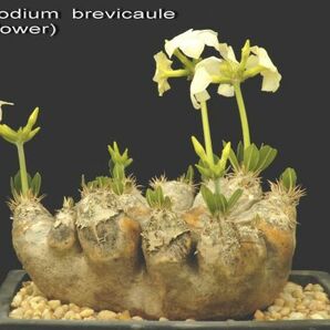 Pachypodium leucoxanthum パキポディウム ブレビカウレ 恵比寿笑い 白花 種子 10粒の画像1