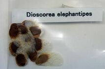 Dioscorea elephantipes ディオスコレア エレファンティペス 亀甲竜 種子 500粒 南アフリカ産_画像2