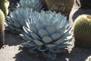 Agave parryi subsp. parryi アガベ パリー 種子 100粒