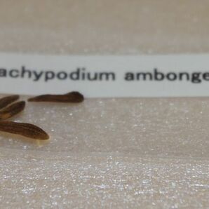 Pachypodium ambongense パキポディウム アンボンゲンセ 種子 5粒の画像2