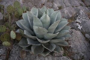 Agave ovatifolia アガベ オバティフォリア 鯨舌 種子 100粒