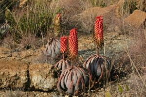 Aloe peglerae アロエ ペグレラエ ペグレア　種子 20粒