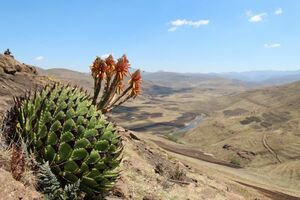 Aloe polyphylla алоэ поли filler семена 20 шарик 